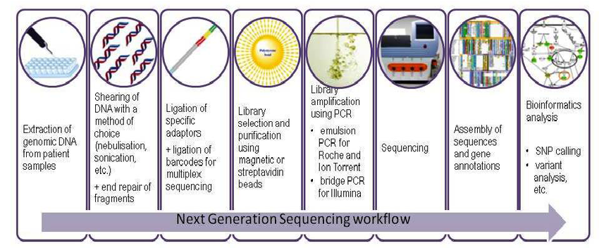 verden dør Stolpe Next Generation Sequencing (NGS)
