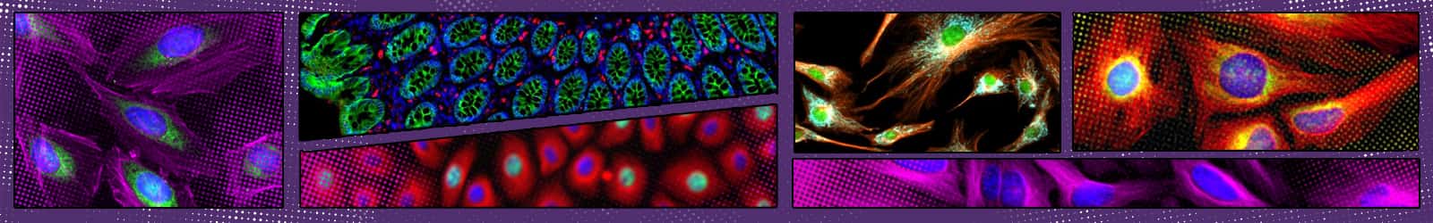 Antibody research illustration