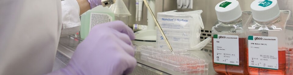 Cell culture work with Gibco media