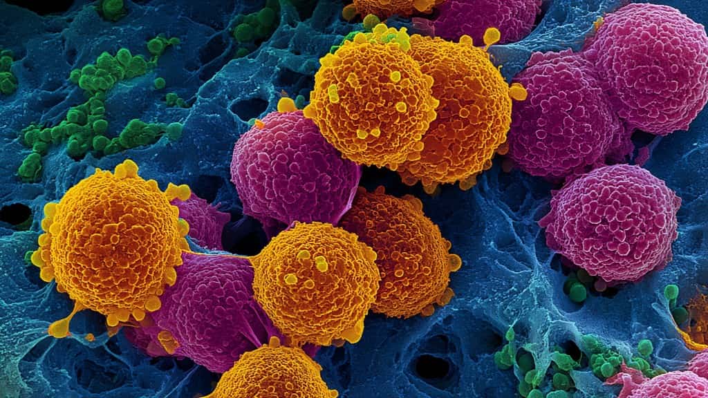 Cell structures captured with electron microscopy