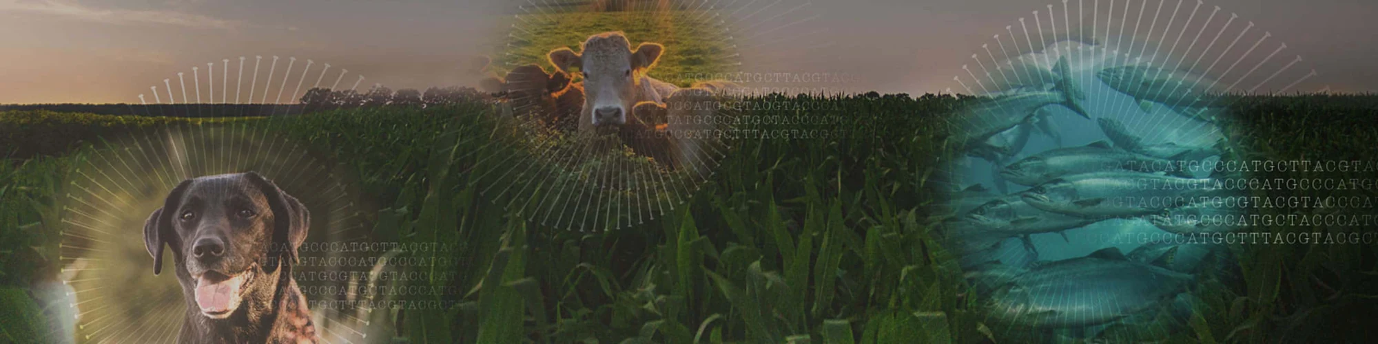 Agriculture imagery with animals, crops and fish